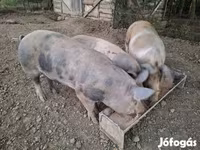Kan, Sertések — 1. fotó