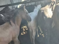 Jument, Chevaux — photo 3