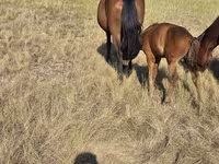 Klisna, Kazakh horse — foto 2