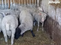 Kos, White Suffolk sheep — 1. fotó