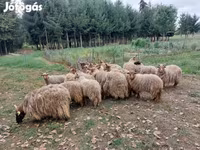 Овцы (партия, пол не указан), Рацка овца — фото 5