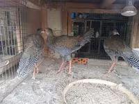 Pearl Grey — 3. fotó