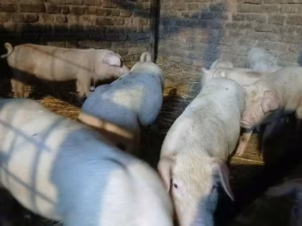 Prasata (šarže, pohlaví neuvedeno), Prasata — Maďarsko