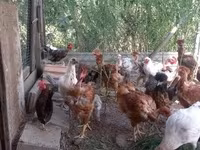 Chickens — 1. fotó