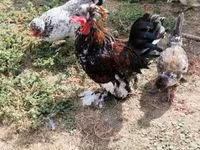 Chickens — Foto 5