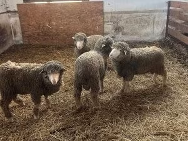 Kos, Merino sheep — Magyarország