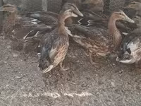Ducks — फ़ोटो 1
