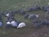Guinea fowl — Foto 3