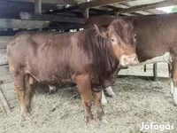 Bika, Limousin tehén — 1. fotó