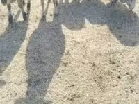 母羊, Sheep — 照片 2