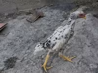 Shamo chickens — foto 1