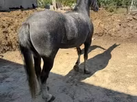 Madyan, Lipizzaner — foto 2