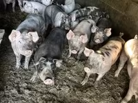 公猪, Pigs — 照片 1