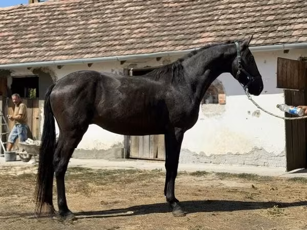Cheval, Furioso-North Star