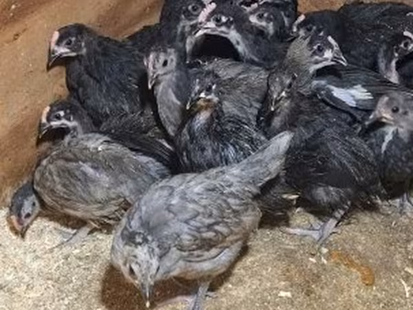 Australorp