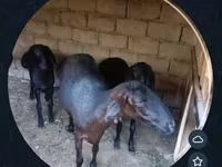 母羊, Sheep — 照片 4