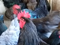 Australian Pit Game fowl — photo 1