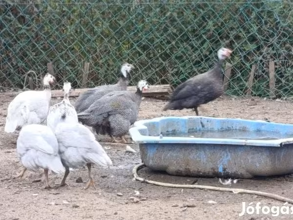 Guinea fowl — Magyarország