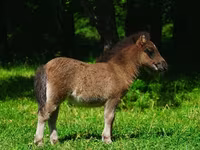 Lovak (tétel, nem megadva), Shetland Pony — 4. fotó