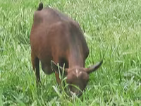 Nőstény kecske, Irish goat — 8. fotó
