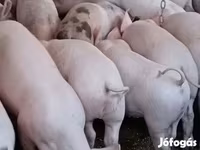 母猪, Крупная белая — 照片 2