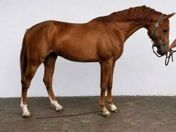 Hing, Belgian warmblood horse
