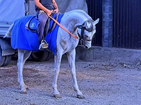 حصان, Arabian horse