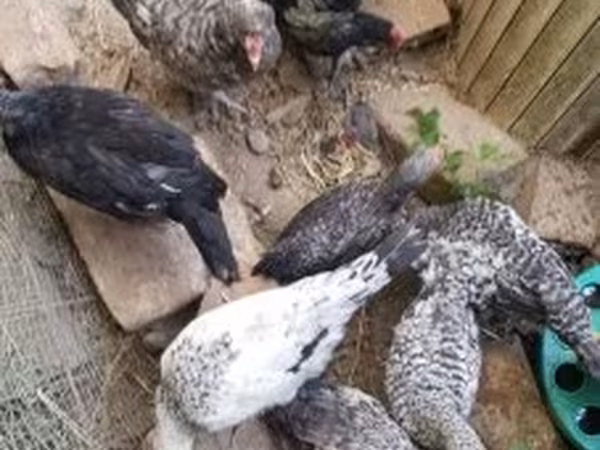 Chickens — 匈牙利