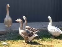 Geese — photo 2