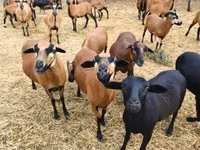 母羊, Cameroon sheep — 照片 1