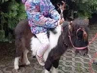 Hing, Falabella — 1. fotó