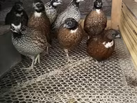 Guinea fowl — Foto 4