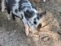 母猪, Pigs — 照片 1
