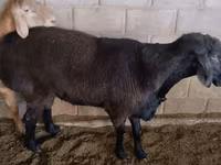 Carnero, Rambouillet sheep — foto 4