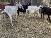 公山羊, Alpine goat — 照片 4