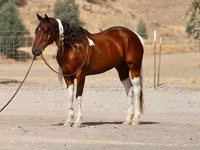 حصان, American paint horse — الصورة 4