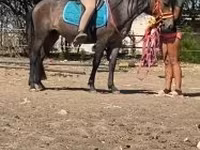 فرس, Hucul pony — الصورة 5