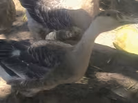 Geese — photo 6