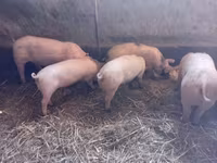 公猪, Pigs — 照片 4
