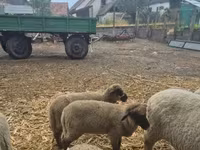 Sheep (batch, sex not specified), Sheep — photo 4
