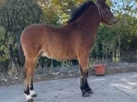 घोड़ा, Welsh Cob — फ़ोटो 3