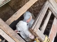 Ziegenbock, Ziegen — Foto 2