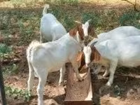 Keçi, Boer goat — foto 8