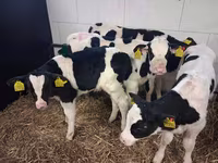 Buğa, Russian Black pied cattle — foto 4