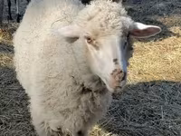 भेड़, Merino sheep — फ़ोटो 2
