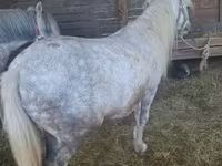 Cheval, Chevaux — photo 5