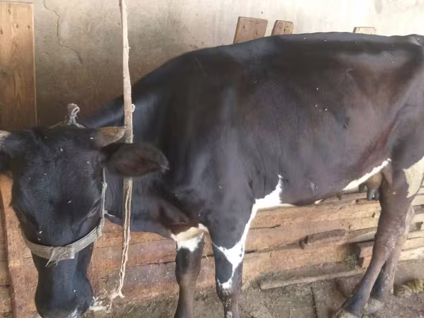 母牛, Russian Black pied cattle