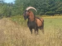 Bak, Alpine goat — 1. fotó