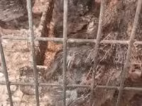 Quails — 照片 2