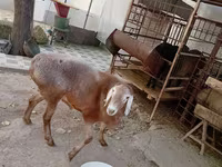 Kos, Arashan sheep — 8. fotó